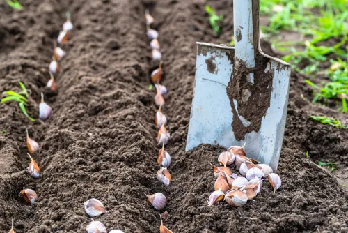 A plantação de alho tem um segredo, quem o conhece colhe cabeças com que os vizinhos só sonham
