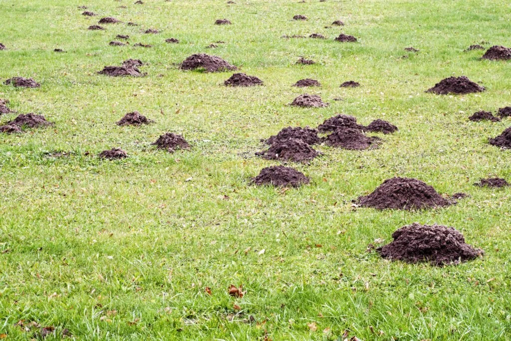 Mole in the garden / Depositphotos