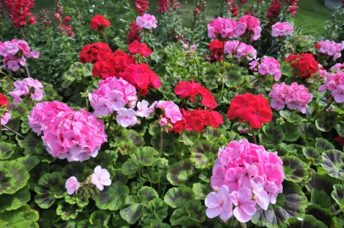 A Proven Tip for Overwintering Geraniums Add a Substrate Ingredient Most People Throw Away