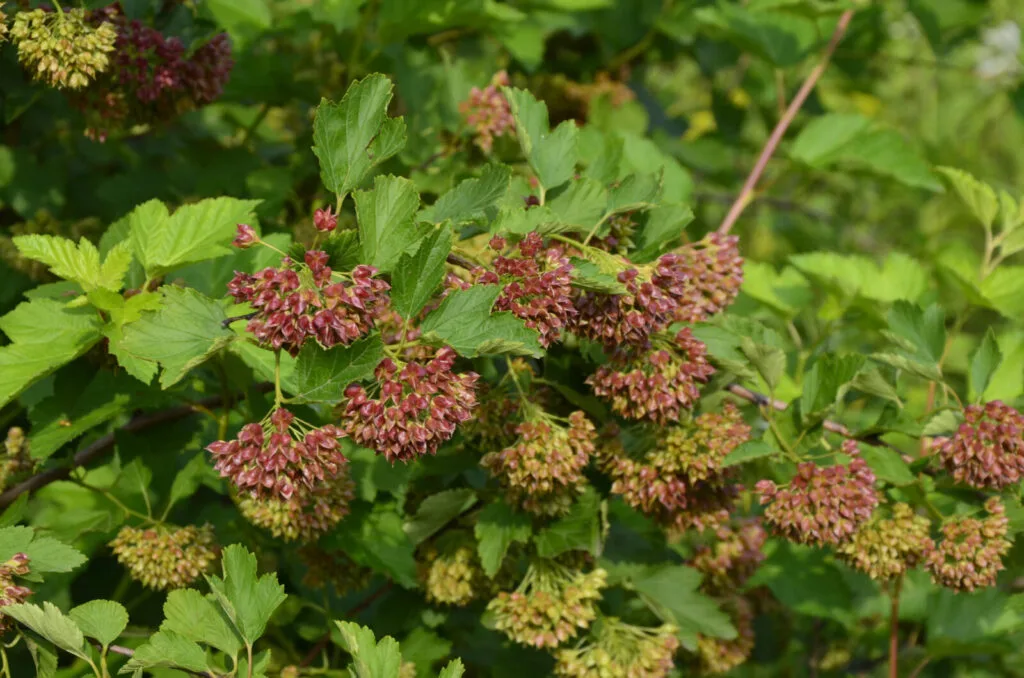 Ninebark / Depositphotos