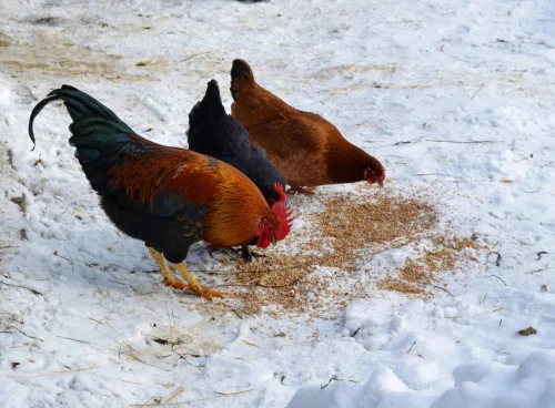 A Tried and Tested Method for Hens That Helps Maintain Egg Production Through Winter