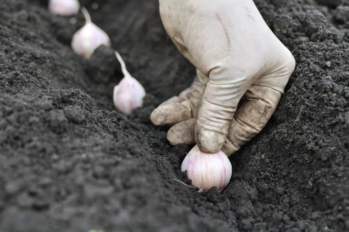 Planting garlic in October / Depositphotos