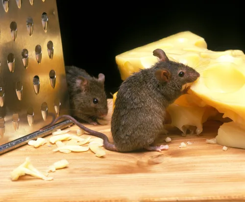 Mice Look for a Way Indoors in Autumn, Stop Them with a Cheap Trick Without Chemicals or Traps