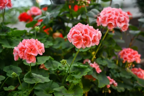 Geraniums Bloom Even in December With the Right Spot Indoors and a Small Additive in the Water
