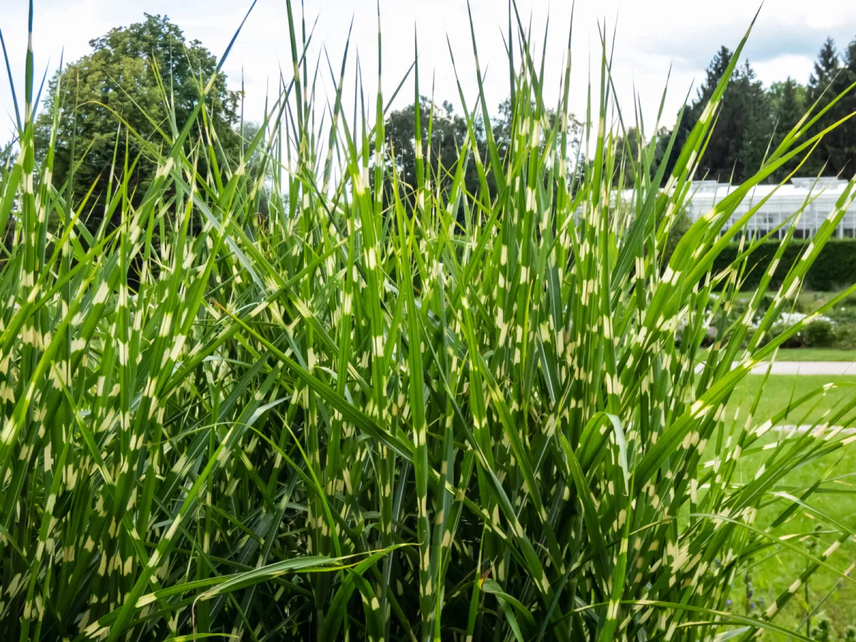 Miscanthus de Chine ‘Zebra’ / Photo : Depositphotos