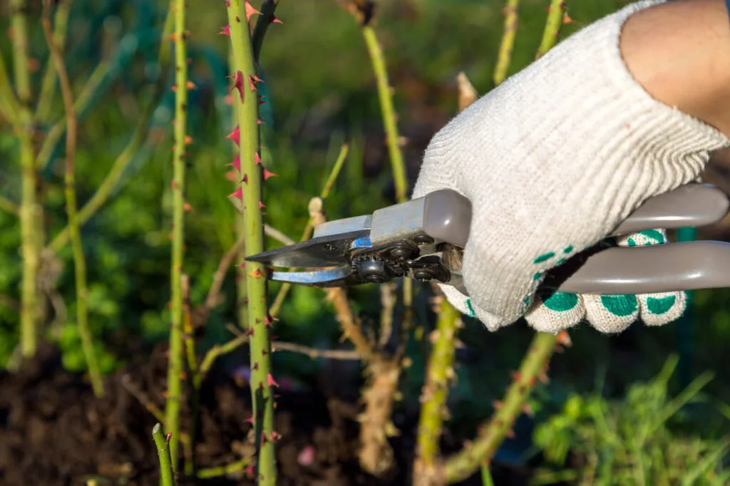 Pruning roses / Photo: Depositphotos