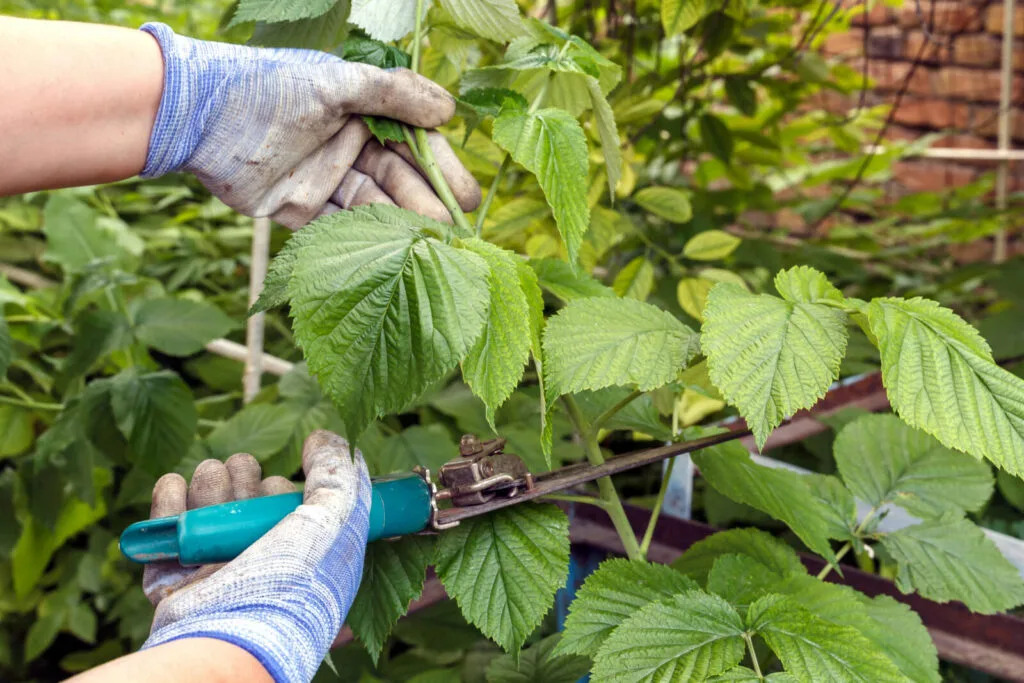 Pruning raspberries / Photo: Depositphotos