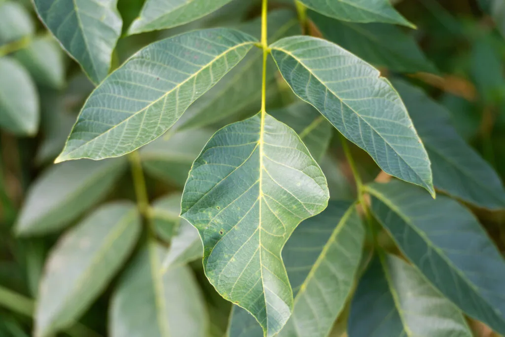 Walnut leaves / Photo: Depositphotos