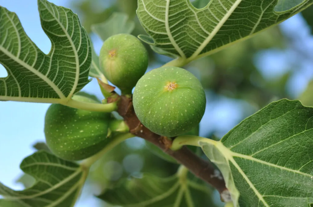 Fig tree / Depositphotos
