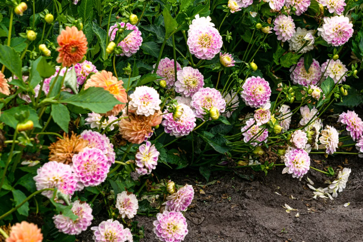 Dahlias need the right care before winter or one mistake can ruin the tubers for good