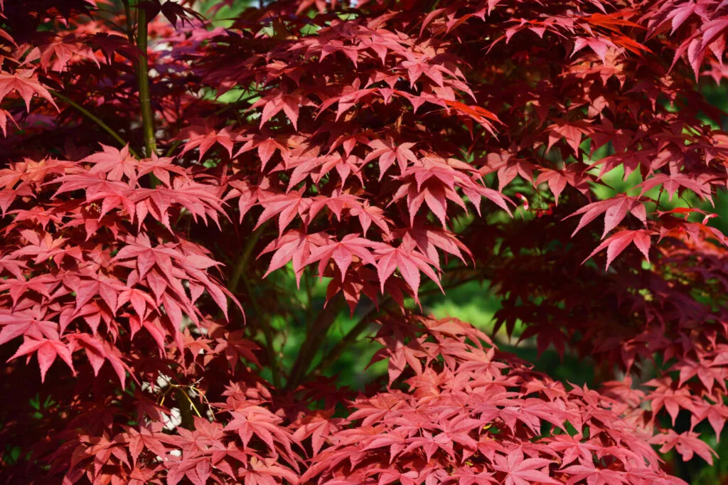 Japanischer Ahorn / Depositphotos