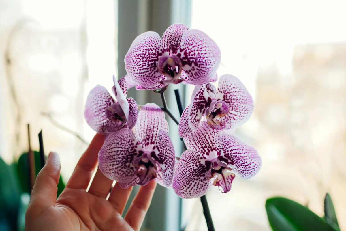 An Orchid That Only Grows but Won’t Bloom Has Three Common Causes You’ll Never Fix with Fertiliser