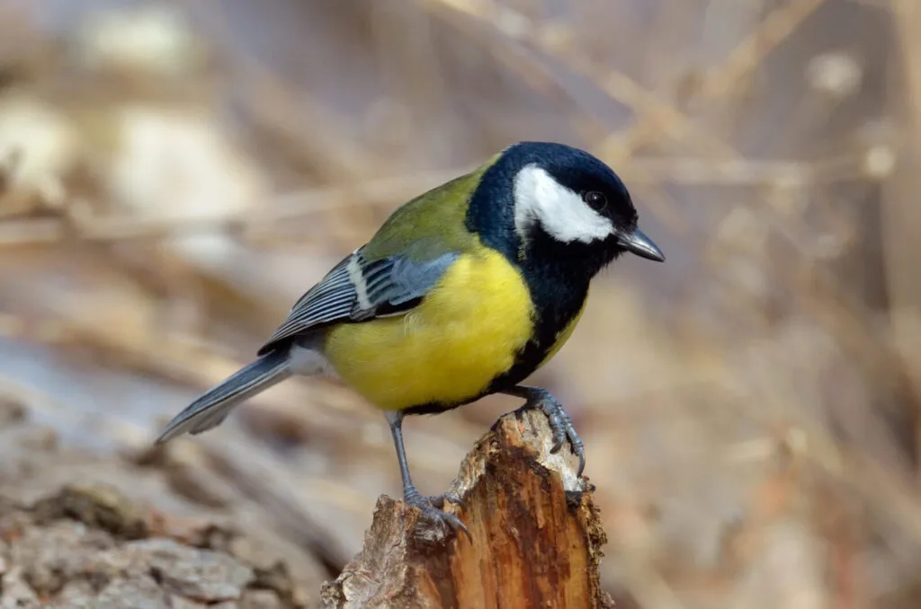 Tit / Depositphotos