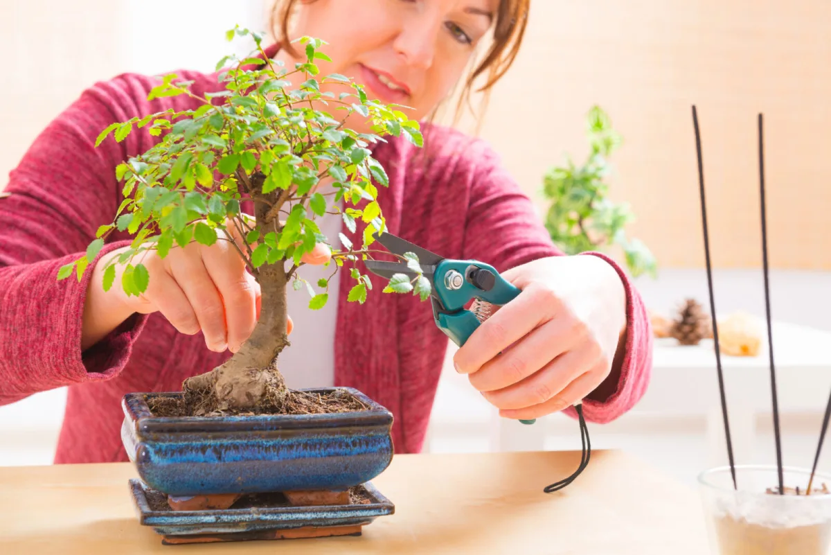 Modelação do bonsai / Foto: Pestrazahrada.cz