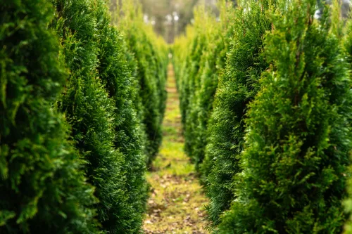 Cutting Down Thuja Has Rules Even on Your Own Property