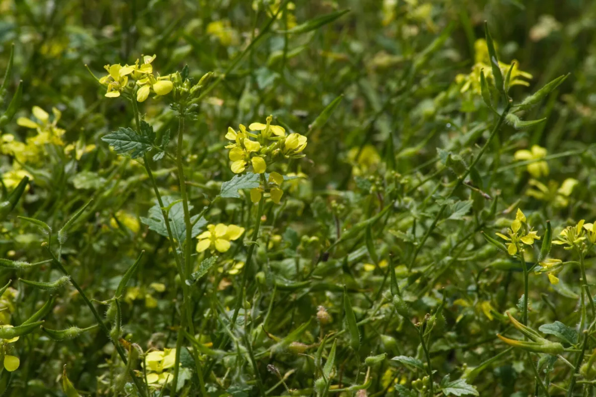 Mustard as a green manure / Depositphotos
