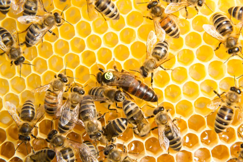 Feeding bees before winter / Photo: Depositphotos