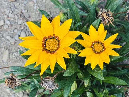 Les gazanias fleurissent de mai à octobre et peuvent hiverner mais un ennemi juré les menace