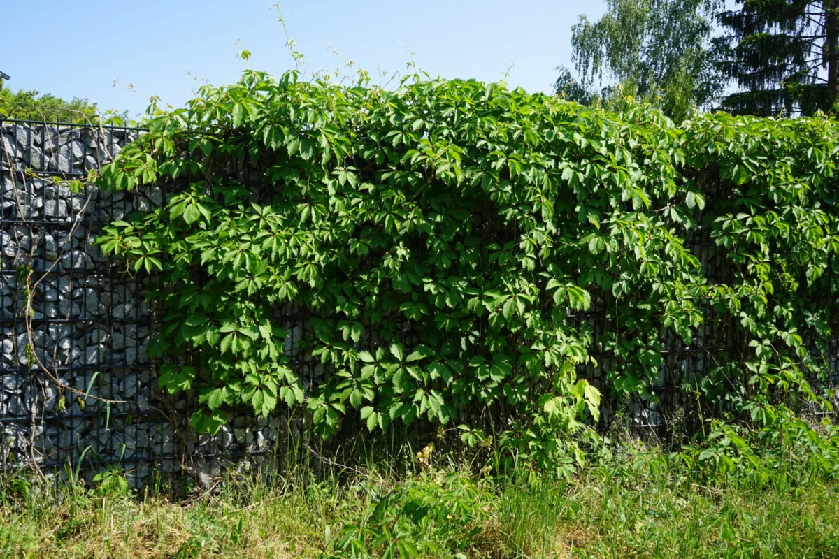 Parthenocissus vitacea / Photo: Depositphotos