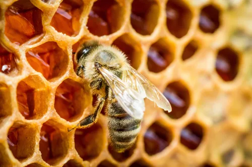 Late Feeding Weakens the Whole Colony and Beekeepers Know the Deadline They Must Not Miss