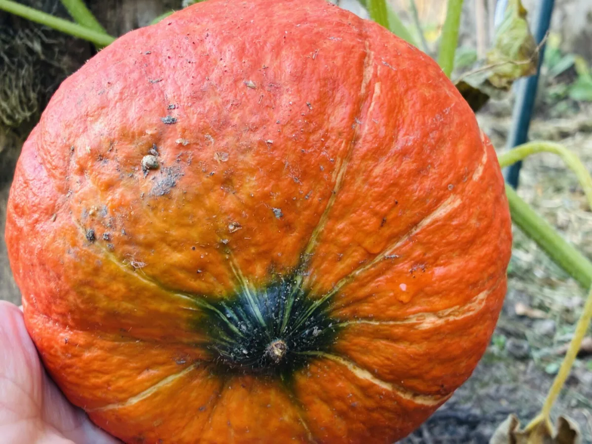 Unripe pumpkin / Photo: Pestrazahrada.cz