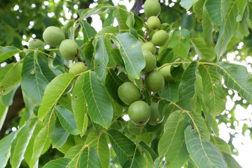 Insects Hate the Smell and Skin Glows Afterward Walnut Leaves Have Surprisingly Many Uses