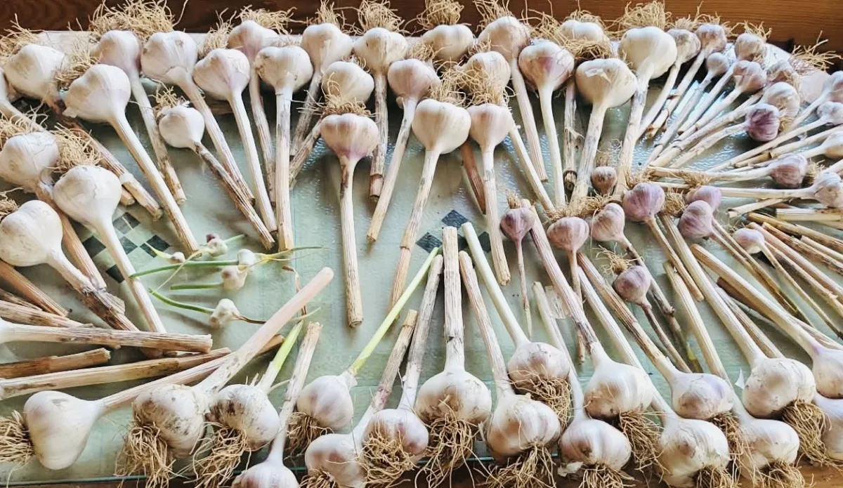 Drying garlic / Photo: Pestrazahrada.cz