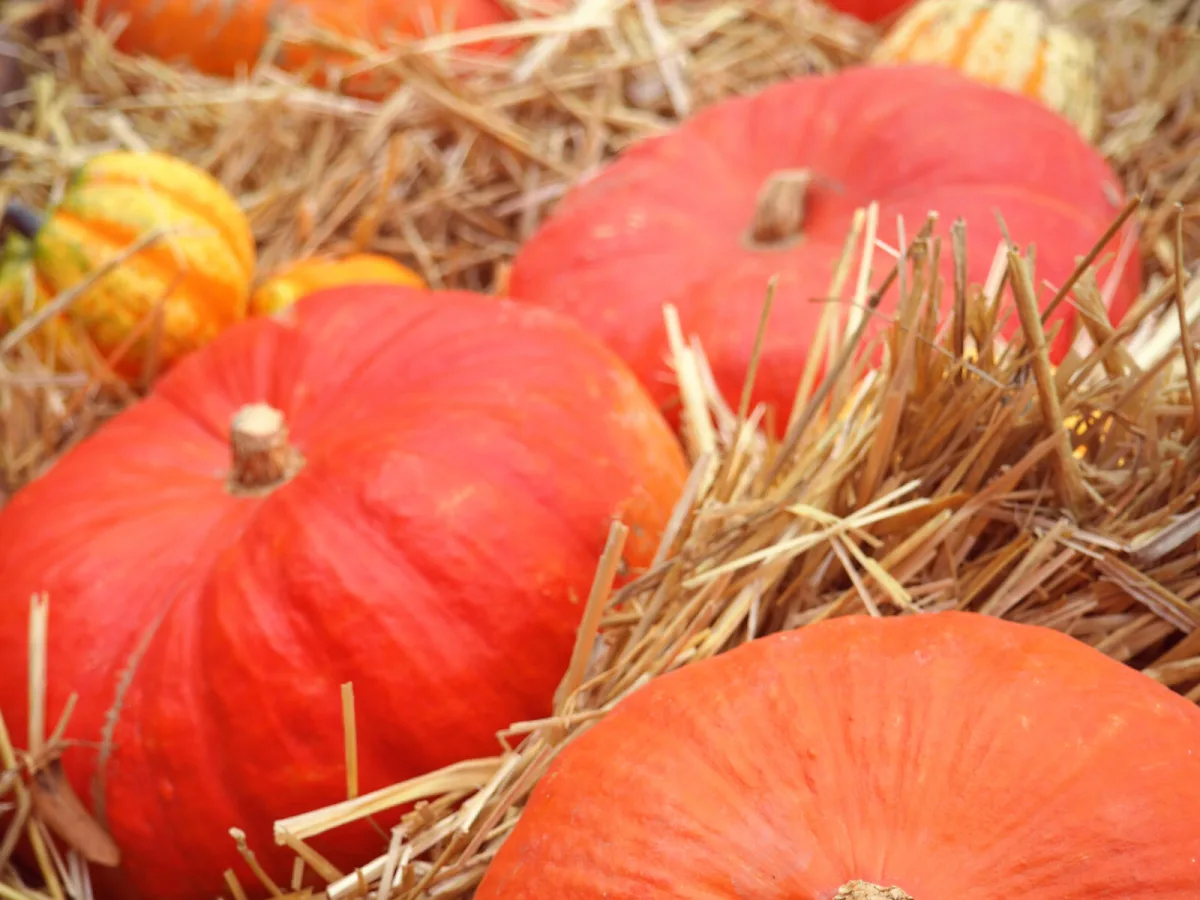 Storing pumpkins / Photo: Depositphotos