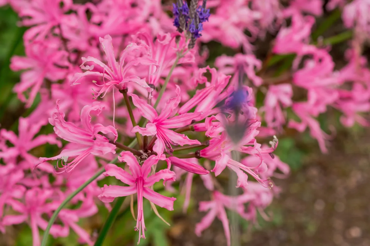 Nerine / Photo: Depositphotos