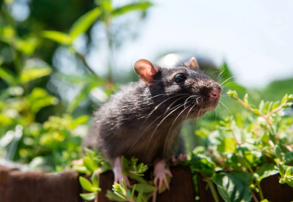Rat in the garden / Depositphotos