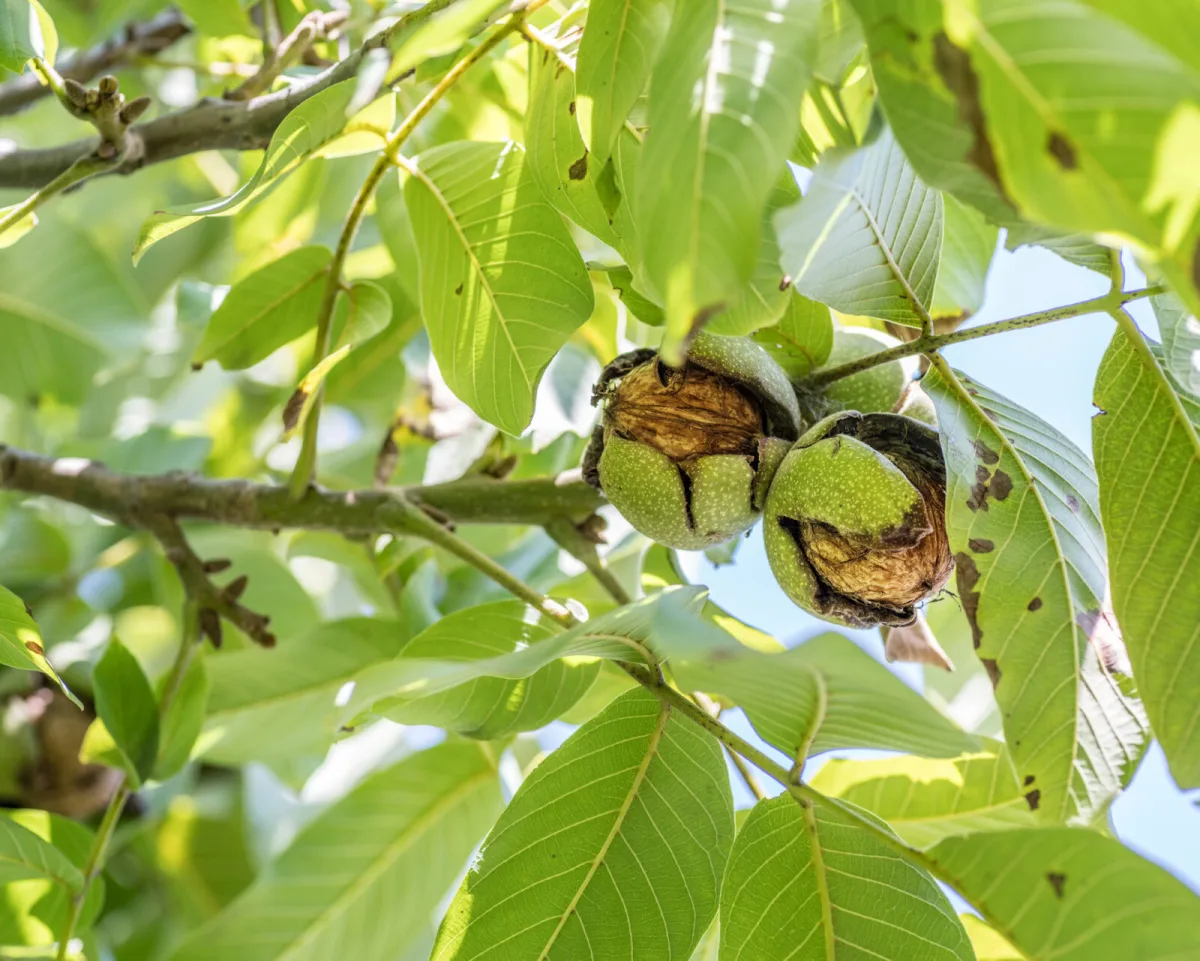 Never prune a walnut tree in spring