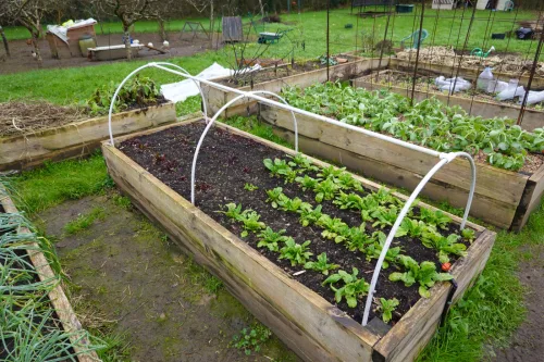 A raised bed doesn’t have to sit idle over winter nine vegetables that keep growing even in frost