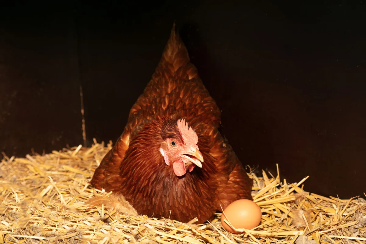 Egg laying in a straw nest / Photo: Depositphotos