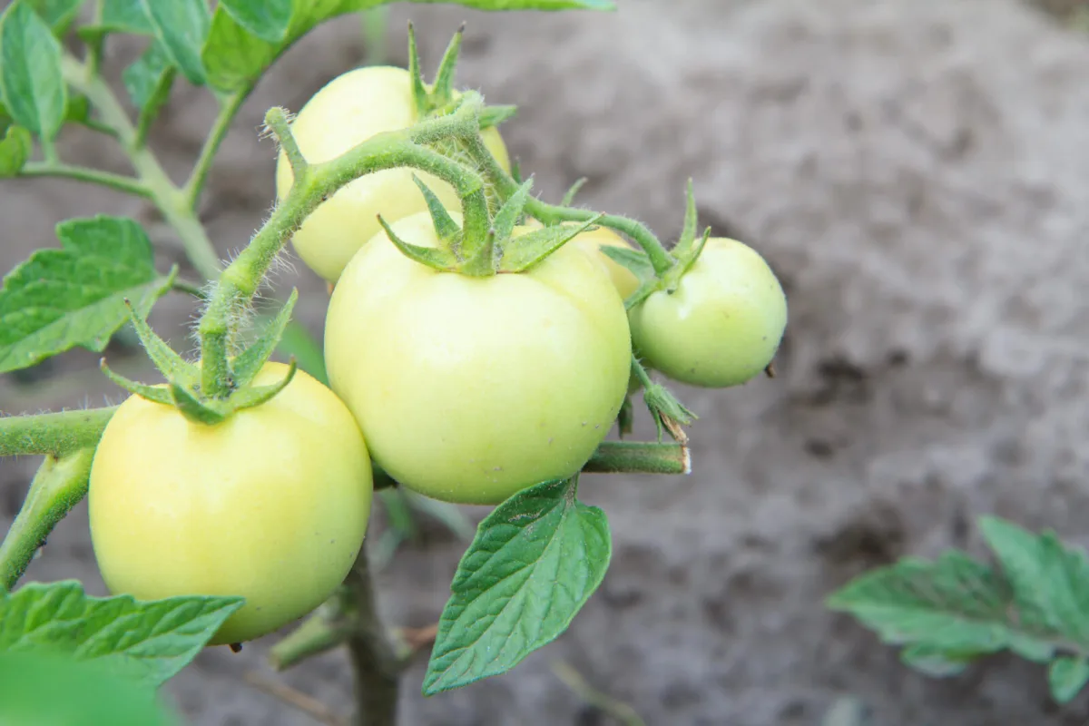 Not all green tomatoes will ripen. Experienced growers know which to pick and which to leave