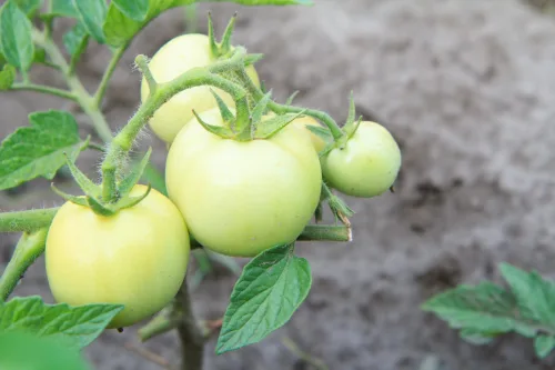 Not all green tomatoes will ripen. Experienced growers know which to pick and which to leave