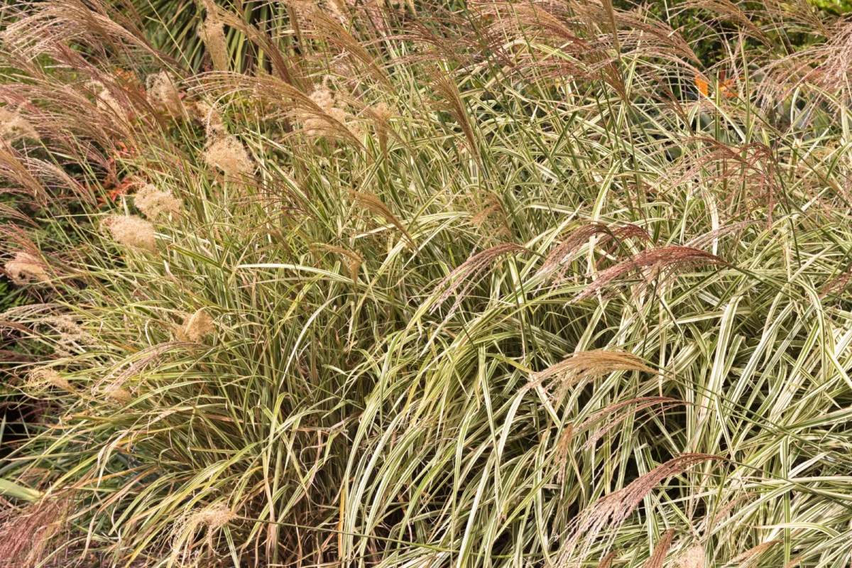 Miscanthus de Chine / Photo : Depositphotos