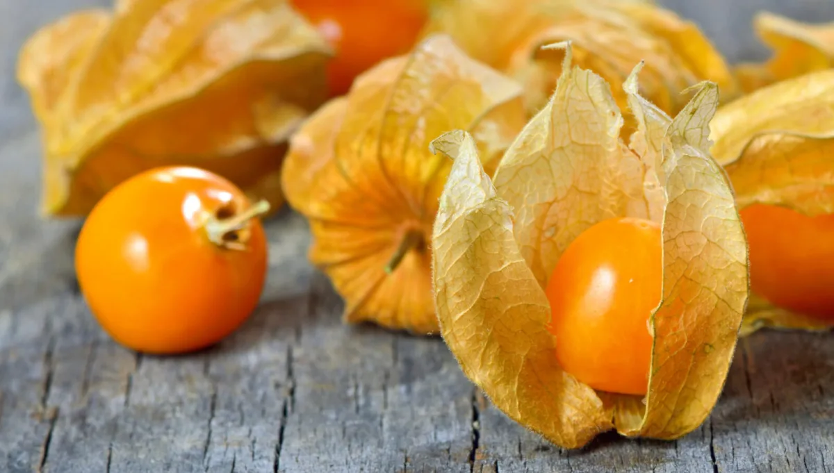 Peruvian groundcherry fruits / Photo: Depositphotos