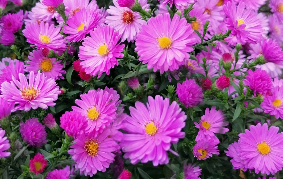 Autumn asters / Photo: Depositphotos