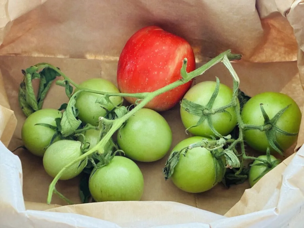 Ripening green tomatoes / Photo: Pestrazahrada.cz