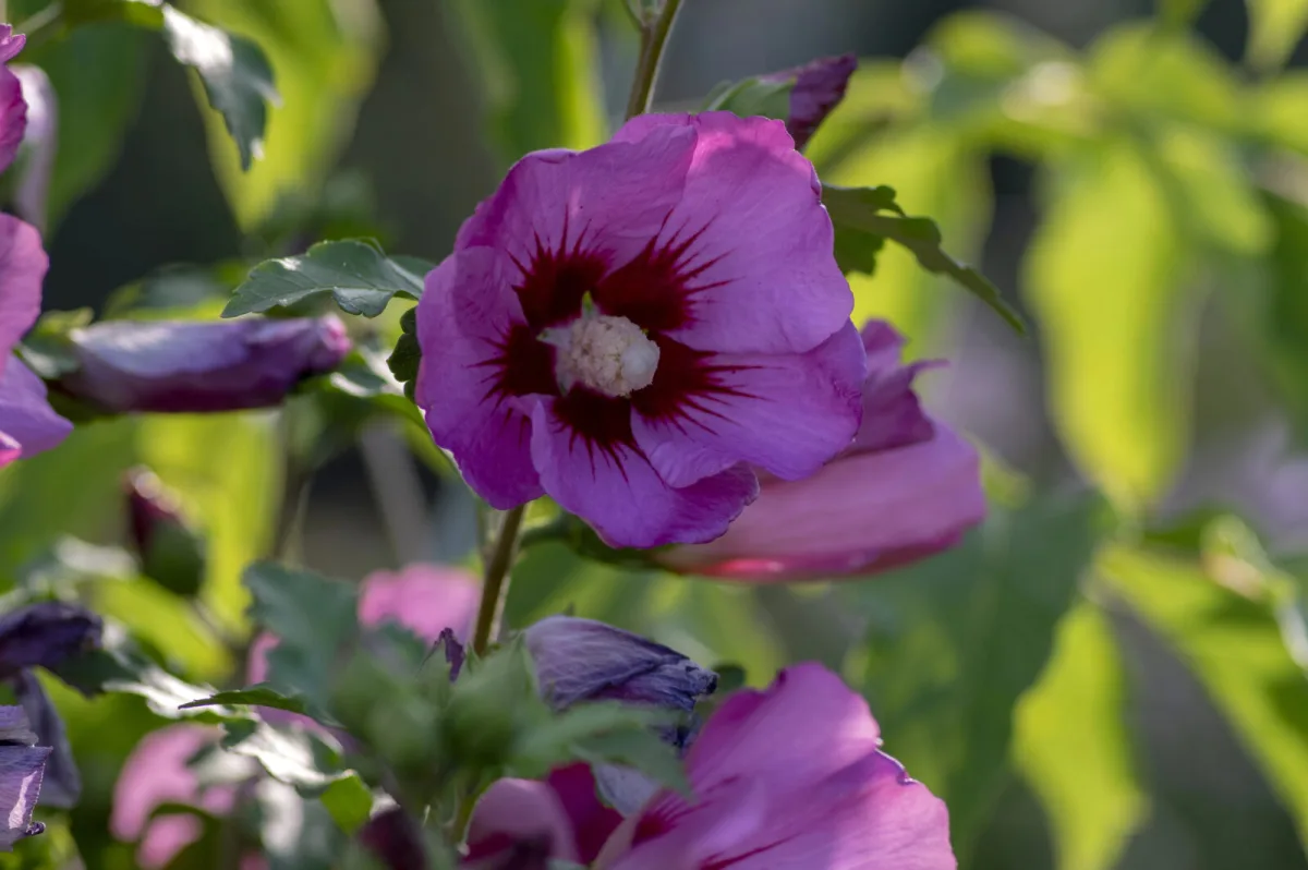 Taille d’automne de l’hibiscus deux stratégies, mal choisie elle affaiblit la plante au pire moment