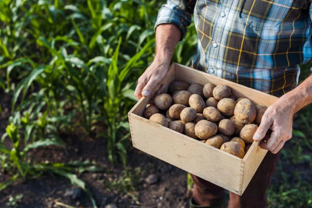 Potato harvest / Photo: Depositphotos