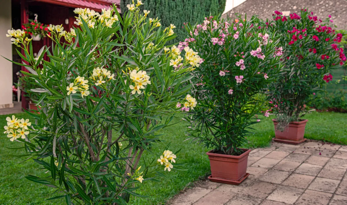 Oleanders / Photo: Depositphotos