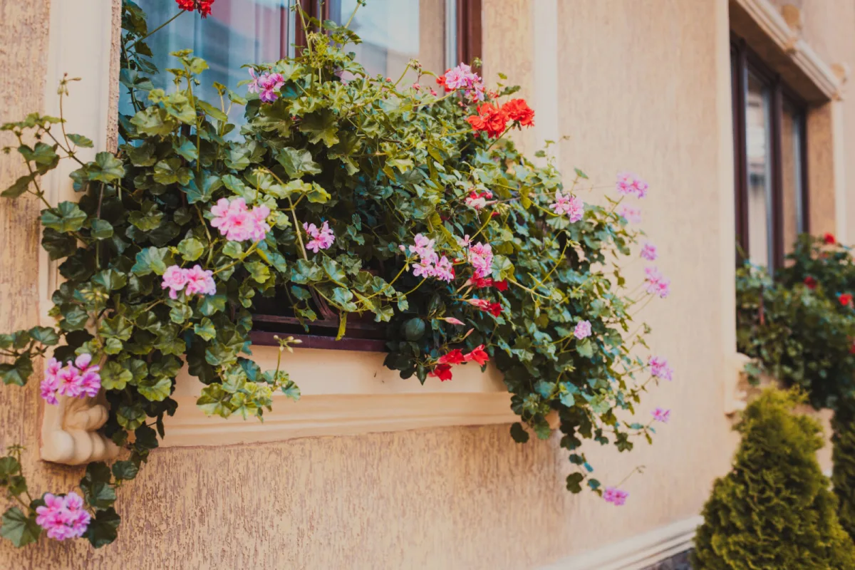 Overwintering Geraniums in a Box Ensures Stronger Growth and More Abundant Spring Bloom
