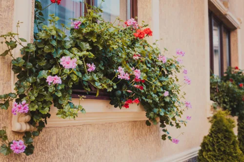 Overwintering Geraniums in a Box Ensures Stronger Growth and More Abundant Spring Bloom