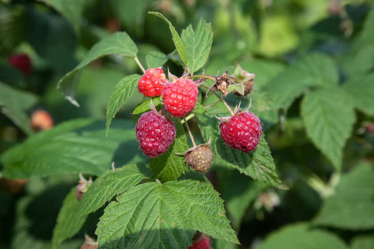 Your Pruners Decide the Fate of Raspberries, Blackberries and Currants