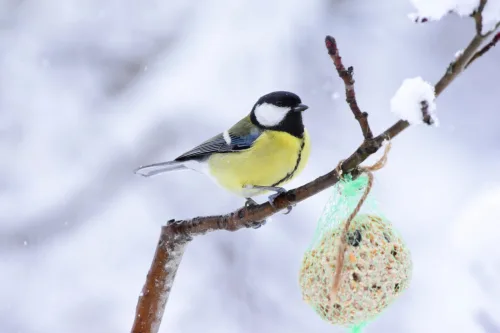 Feeder Full but No Tits in Sight