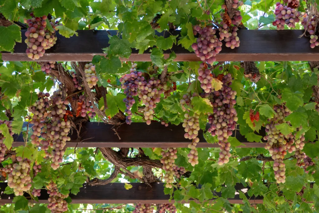 Weinrebe / Foto: Depositphotos 