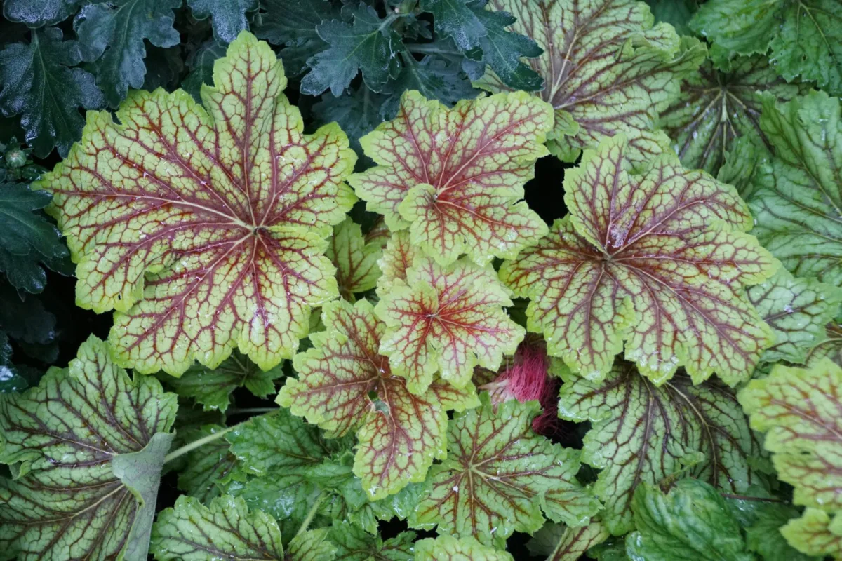 Heuchera / Photo: Depositphotos