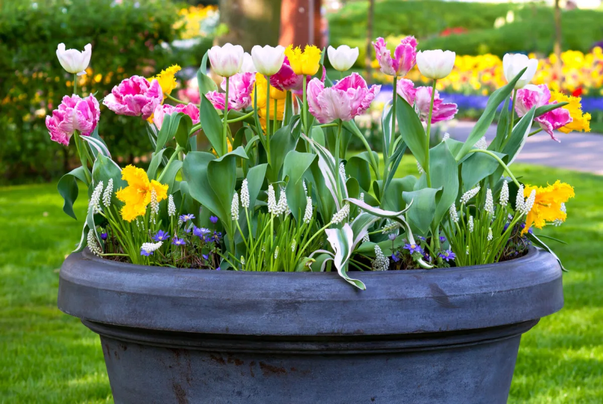 Growing bulbs in containers / Photo: Depositphotos
