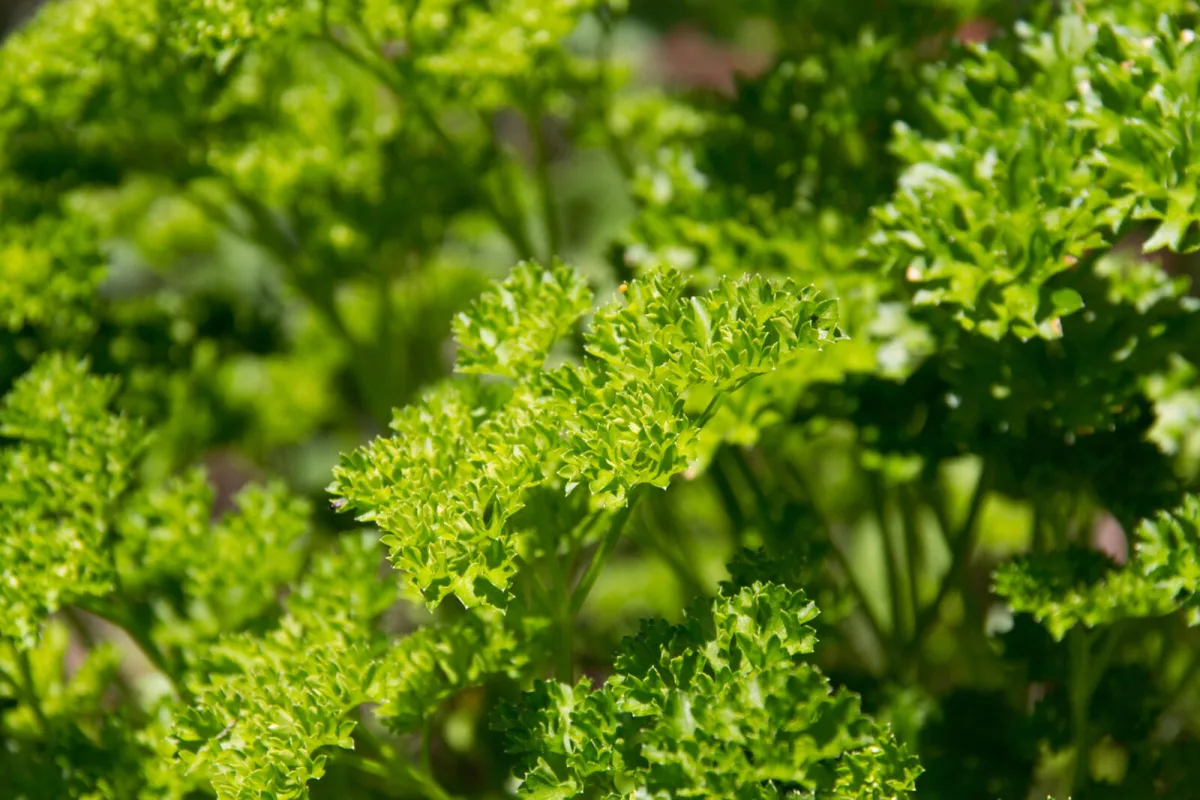 Ten Crops to Sow Before Winter for an Earlier Spring Harvest